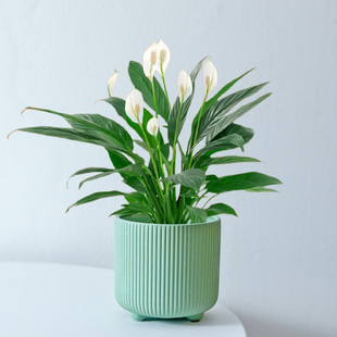 单株蝴蝶兰花盆套盆轻奢高级感直筒陶瓷花盆盆栽盆子白色兰花花盆