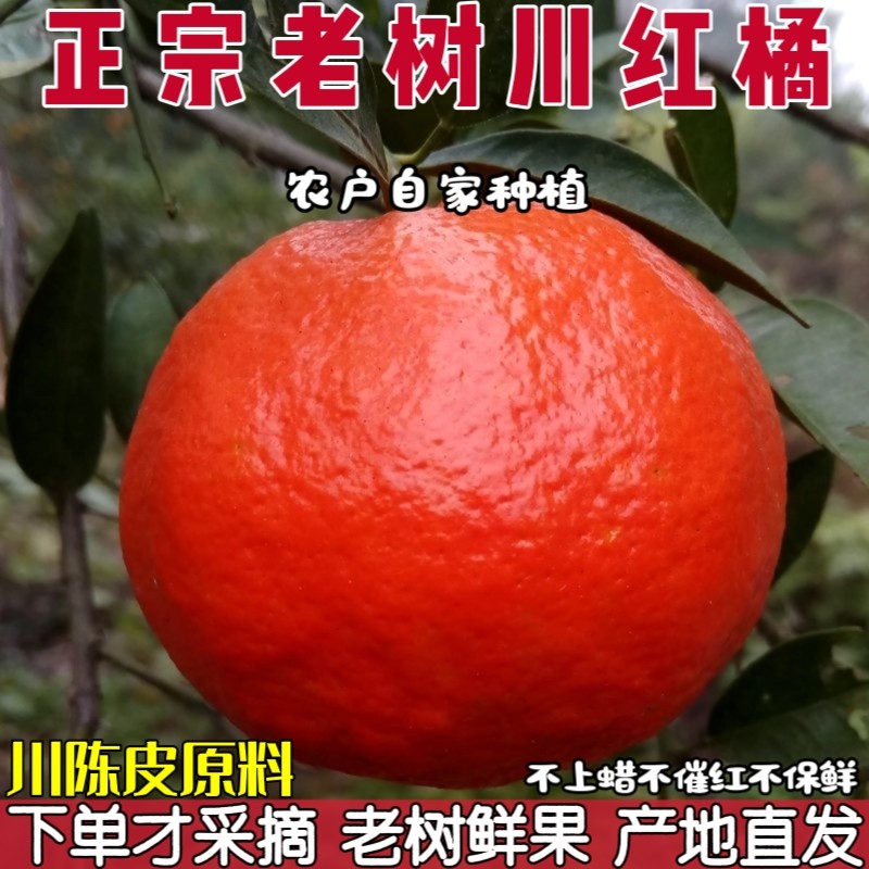 正宗内江川红橘陈皮原料四川红橘子大红袍当季新鲜水果万州古红桔