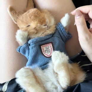 宠物小兔子穿的衣服毛衣兔兔冬天针织保暖可爱侏儒兔豚鼠荷兰猪