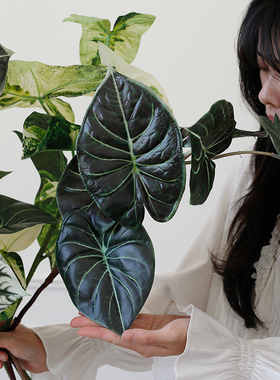 ladylike 海芋叶仿真花植物 假绿植家居餐桌插花造景装饰假花配材