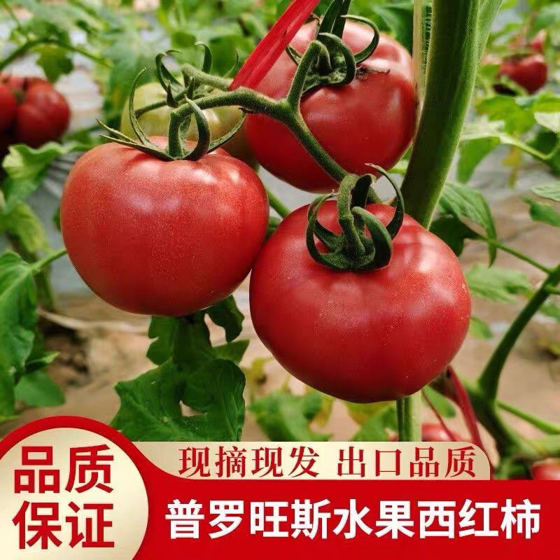 【果农直发】陕西泾阳普罗旺斯水果西红柿生吃沙瓤番茄洋柿子