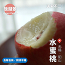 無雙不二無錫晚湖景水蜜桃陽山當(dāng)季 時(shí)令水果桃子凈甜新鮮現(xiàn)摘順豐