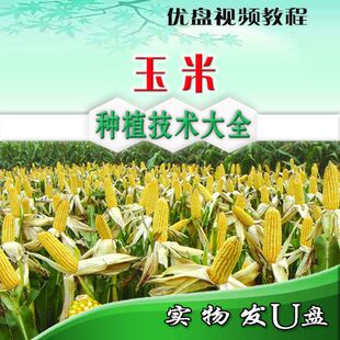 玉米种植技术大全 现代玉米高产优质栽培病虫害防治U盘视频教程