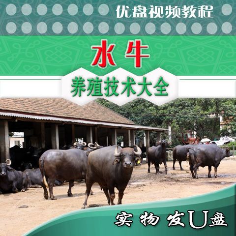 摩拉水牛养殖技术U盘视频教程 奶水牛饲养技术 温州槟榔江水牛犊