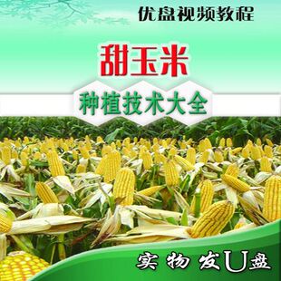 鲜食玉米种植技术大全彩糯 石黑糯 水果型甜玉米栽培U盘视频教程