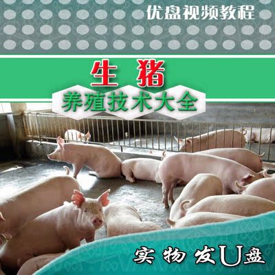 养猪视频教程发酵床养猪技术猪舍和发酵床的建造杜洛克猪饲养U盘