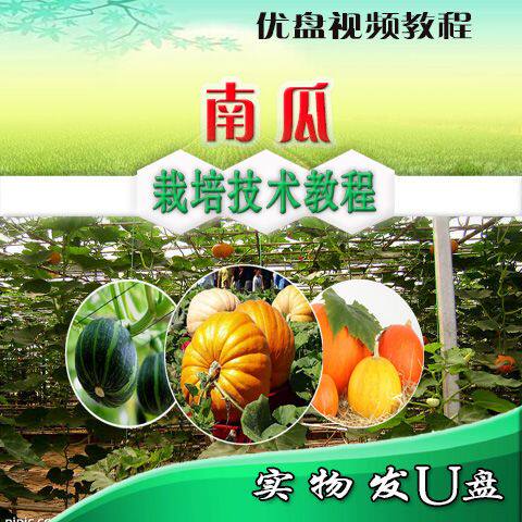 南瓜种植技术大全 贝贝南瓜覆膜定植移栽U盘视频教程病虫害防治