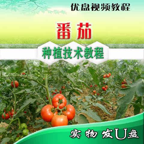 西红柿栽培技术大全U盘视频教程大棚露地番茄种植育苗病虫害防治,个性定制/设计服务/DIY,U盘定制,淘宝优惠券,粉丝福利购,淘宝优惠卷