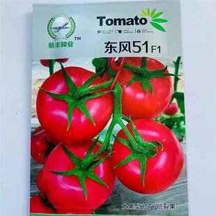 东1风5红大番种子WNP西红柿籽种大茄柿子红果种子蔬菜种大棚种植