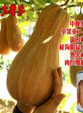 金船大蜜本南瓜种子中晚熟棒锺形顶端膨大口感细腻味甜蜜本南瓜籽