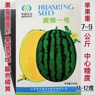 黄尊一号西瓜大果种子高圆型果皮黄瓤深绿瓤色橘黄脆甜爽口口感