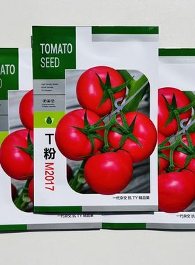 中农T粉M2017番茄种子早春秋延越冬早熟大果西红柿种子硬果耐低温
