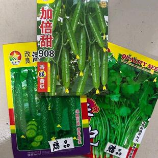 全雌加倍甜908黄瓜种子绿心绿肉黄瓜节节有瓜强磁香脆黄瓜种子