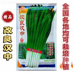 改良汉中宽叶韭菜种子耐热耐寒高产抗病冬季休眠白根雪韭盆栽蔬菜