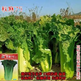 青硕秋麻75白菜种子 大颗直筒青麻翠绿叶开锅烂白菜籽 冬储不烧心