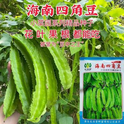 海南四角豆种子春季四季庭院杨桃豆翼豆种籽豆角四棱豆蔬菜孑