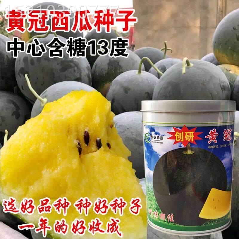 黄冠西瓜子黑皮黄西瓜种子超特大巨型西甜种瓜籽四季懒汉西瓜RKI