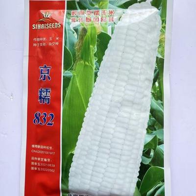 京糯832白糯玉米杂交种子鲜食型大穗型高产口感好春夏季