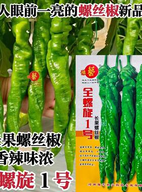 豫艺全螺旋1号螺丝椒种子长果大果螺丝椒种籽陇椒香辣全螺旋辣椒