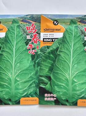 鸣春牛心中熟杂交瘦尖牛心甘蓝种子冬性强抗病高产耐抽苔口感甜脆