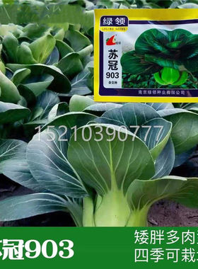 绿9领苏冠03 CPZ杂交苏青种子特矮耐寒抗病好州农吃家夏秋冬蔬菜