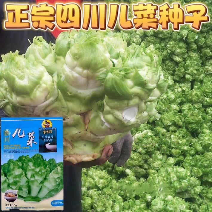 四川菜种超子生菜台南RQD充菜娃娃菜种籽孑儿娃耳菜抱子芥阳种植