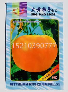 大黄西红柿种子黄色大番茄栽籽早种熟无抗病高产适宜南北露RGF地