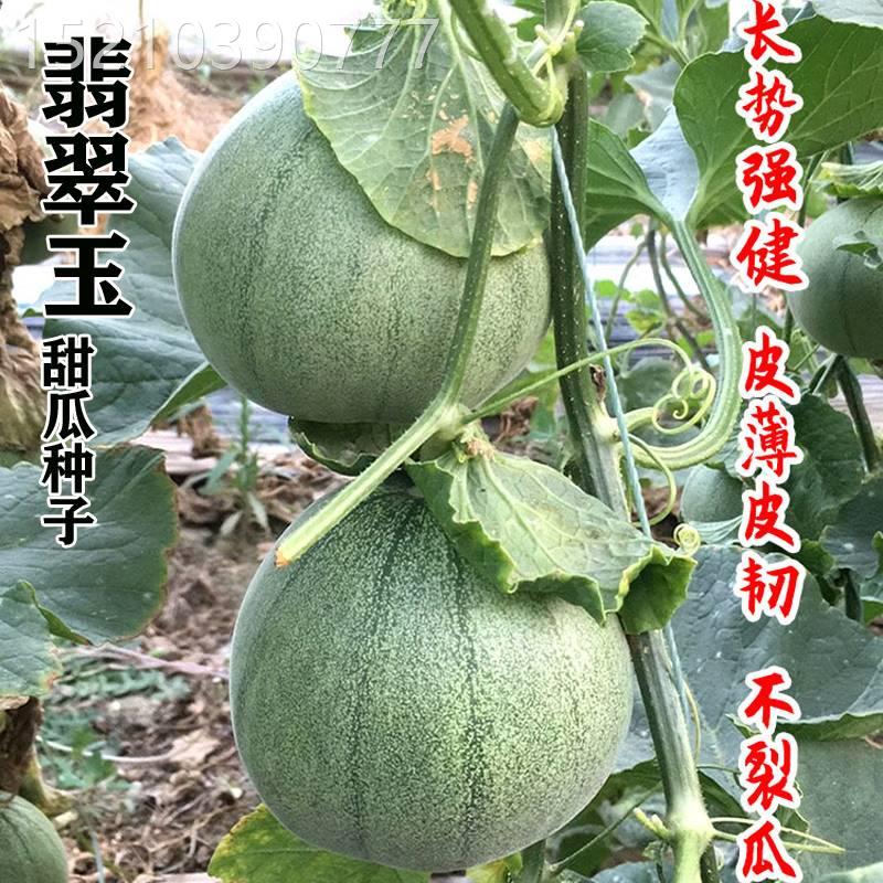 翡翠玉甜瓜种子绿宝石香瓜种子薄皮超甜四季脆瓜早熟高产香瓜籽