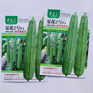 华农大夏花2号杂交肉丝瓜种籽耐热早中熟大肉花点丝瓜种子夏秋季