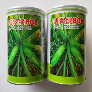 渤丰翡翠绿808西葫芦种子荷兰引进翠绿油亮长圆柱形角瓜种籽高产
