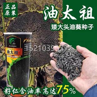 油太祖矮大矮头油葵葵种子榨向日CMN葵子大头矮杆花籽高出油油油