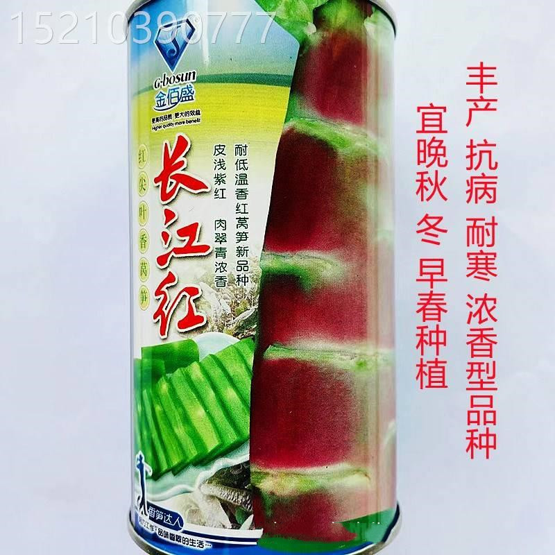 长江红红莴笋种子 红冠天下莴苣种籽高产抗病耐寒春秋冬季蔬菜孑