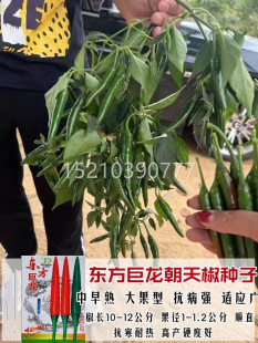 菜蔬菜种籽 东方巨龙大果朝天椒种子产高秧春超辣辣椒RGV苗四天季