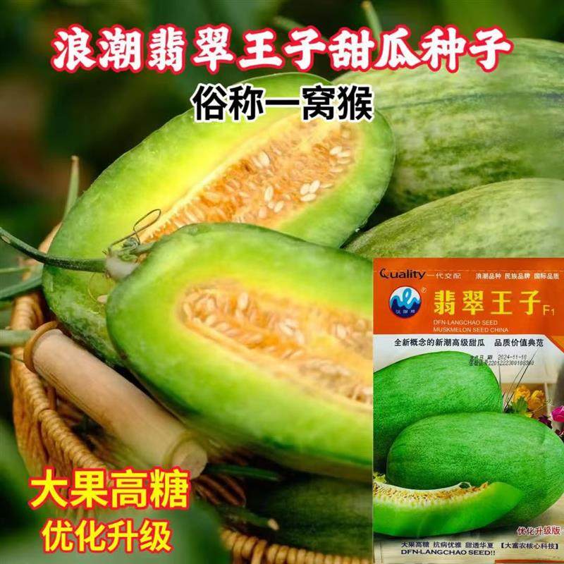 浪潮翡翠王子中早熟薄厚皮甜瓜种子肉质柔翠细爽香甜如蜜大果高糖