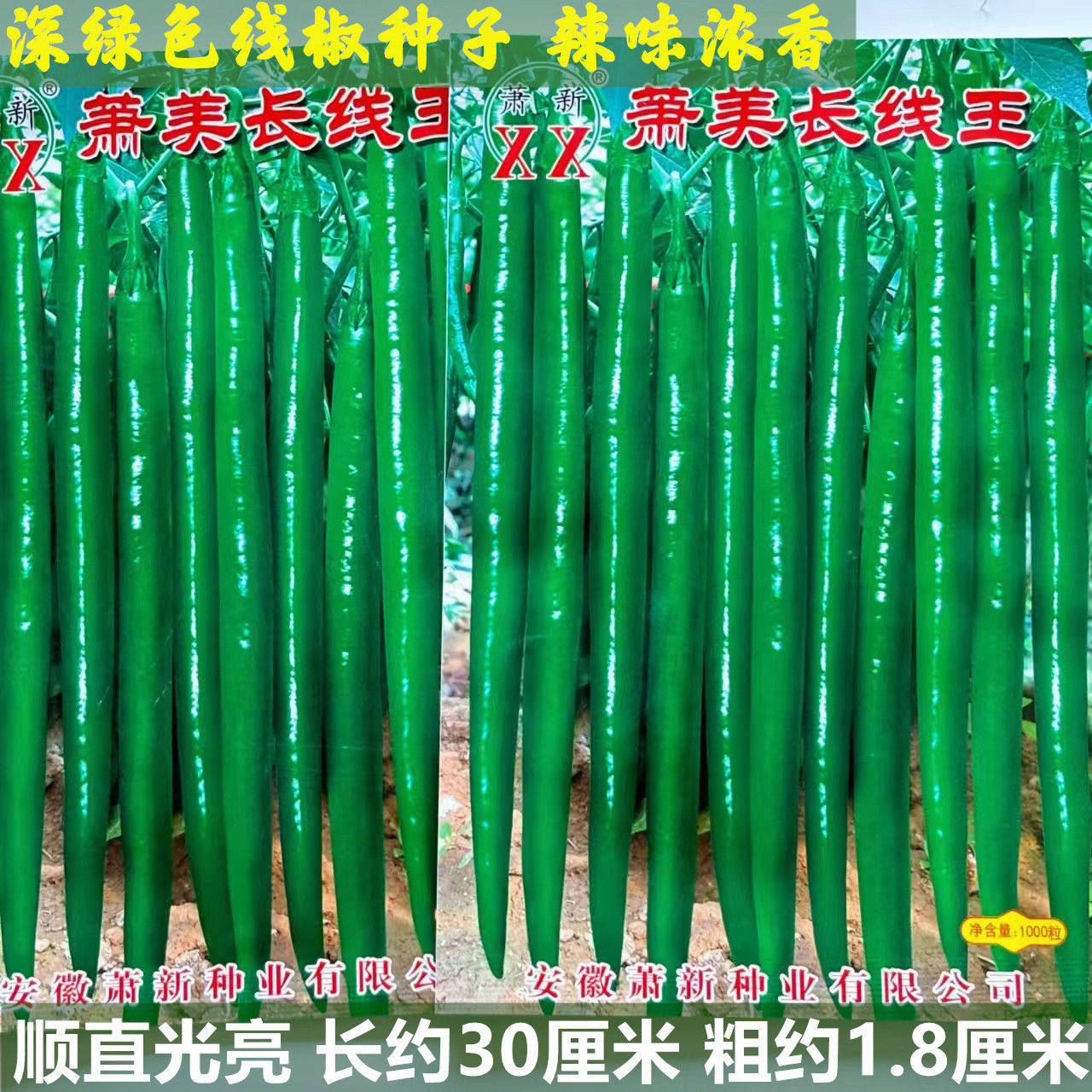 萧美长线王辣椒种子红椒超长高产抗病薄皮香辣二荆条线椒蔬菜种籽