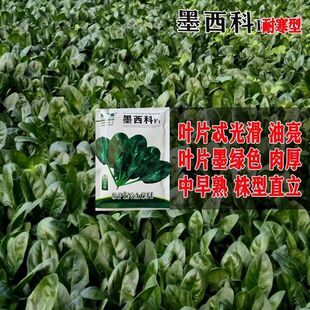 墨西科菠菜种子中早熟墨绿油亮肉厚红根圆叶春秋越冬耐寒型菠菜籽