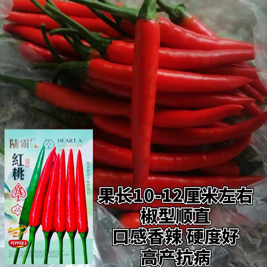 陆霸红桃a朝天辣椒种籽大果型中熟单生朝天椒种子抗病强椒硬饱满