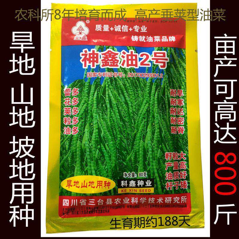 山地旱地坡地专用油菜种子农科所8年培育垂荚型高油高产达800斤