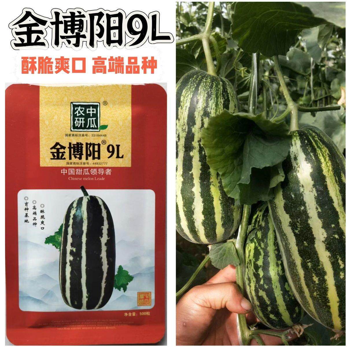 金博阳9L酥脆型花皮甜瓜香瓜种子早熟薄皮肉厚甜脆芝麻蜜甜瓜种子
