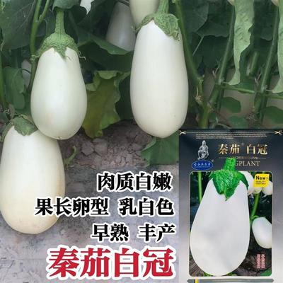 秦茄白冠茄子种子白圆茄种子高产早熟大果灯泡茄种籽蔬菜抗病种子