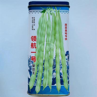 蔬菜基地专用领航一号架豆王种子无纤维四季豆种子荚长圆型无纤维