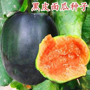 黑面瓜籽 香瓜种子小可爱甜瓜种子 黑皮面瓜种子春秋播种蔬菜蔬果