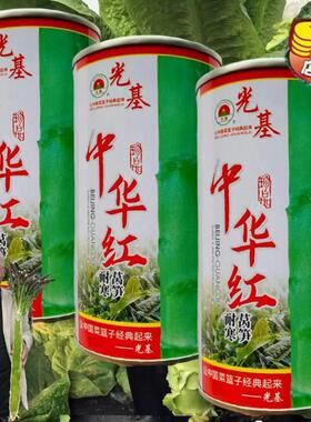 种中绿华红莴笋种青红WKL尖叶绿都皮肉高子产耐寒抗病农家秋冬播