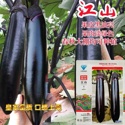 金佰盛江山茄子种子杂交早熟油黑亮色高产抗病口感好果肉淡绿种子
