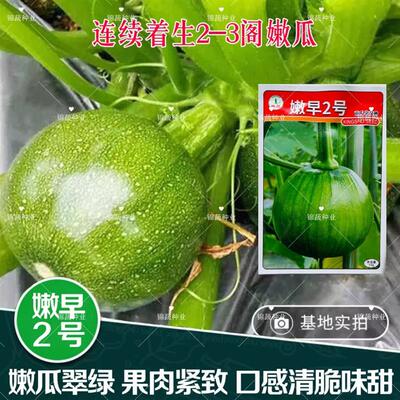 兴蔬嫩早2号南瓜种子早熟强雌耐寒膨果快蔓生座果强春秋季菜南瓜