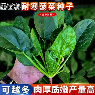 墨西科耐寒墨绿菠菜种子杂交菠菜种子耐抽苔直立强半圆黑叶厚菠菜