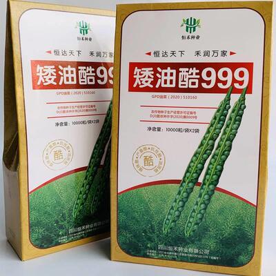 播矮油酷 999油菜XPL种子高高油矮杆抗病抗产倒伏农家秋季川油菜