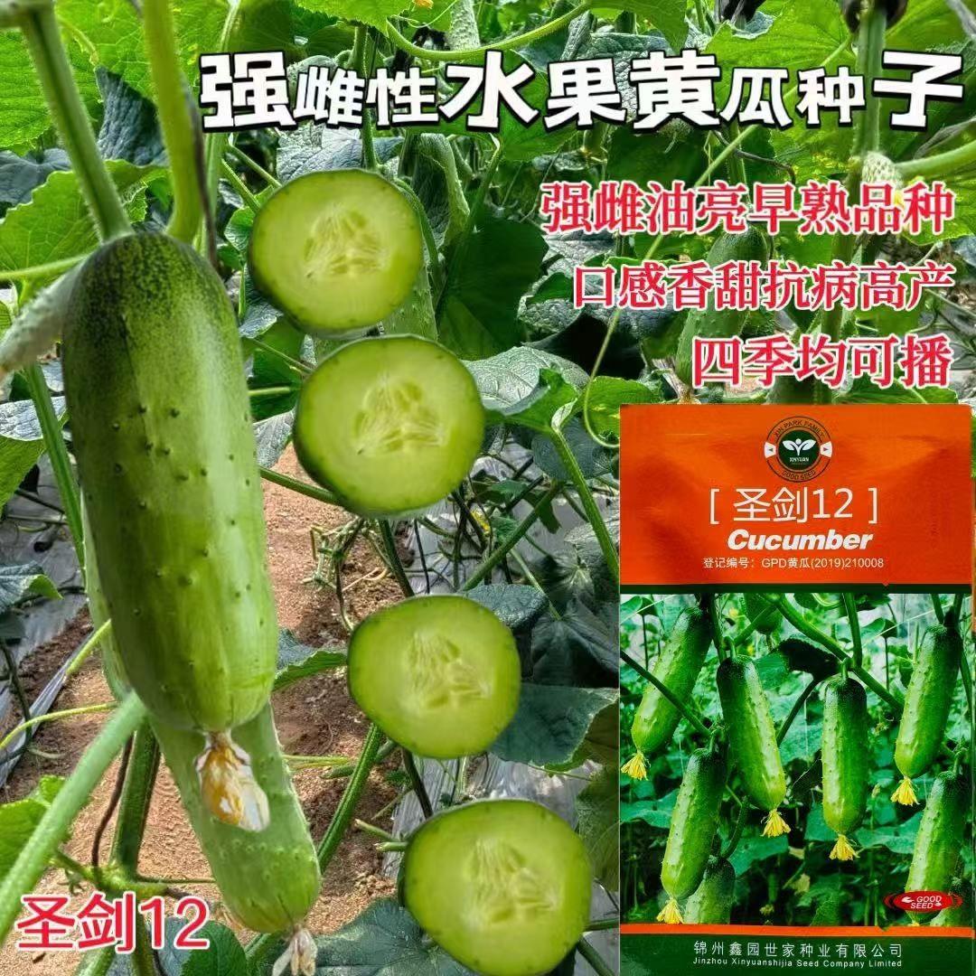 强雌性水果黄瓜种籽圣剑12/15/19 高产黄瓜种子脆甜基地大田用种