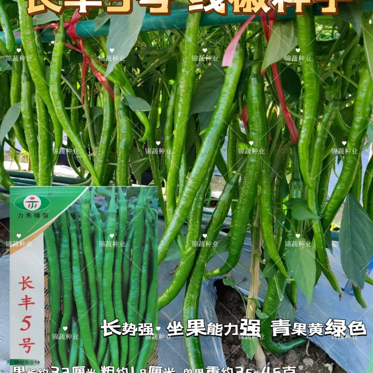 长丰5号辣椒种子椒形光滑顺直味辣杂交长线椒种籽春秋播辣椒种子