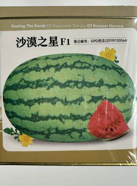 时田沙漠之星西瓜种子大果椭圆形绿皮西瓜种籽抗病耐重茬耐贮高产
